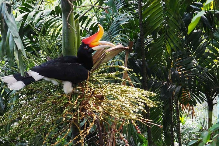 Inside KL Bird Park: Explore the World's Largest Free-Flight Aviary photo 2