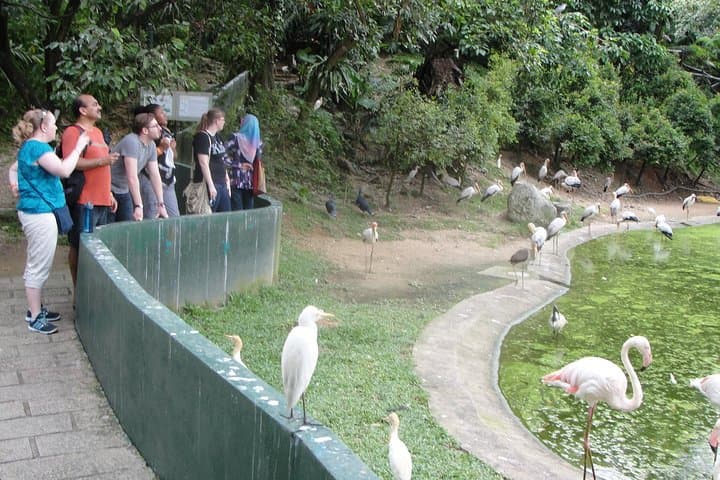 Inside KL Bird Park: Explore the World's Largest Free-Flight Aviary photo 3