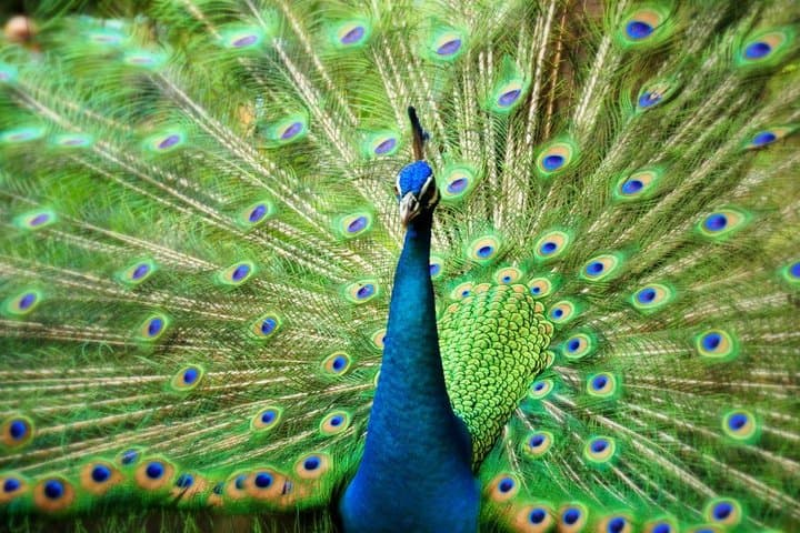 Inside KL Bird Park: Explore the World's Largest Free-Flight Aviary photo 6