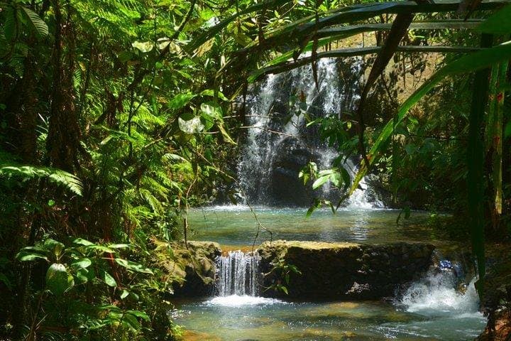 Colo-i-Suva Waterfalls and Nature Tour: Swim, Hike, and Picnic in Fiji Rainforest photo 2