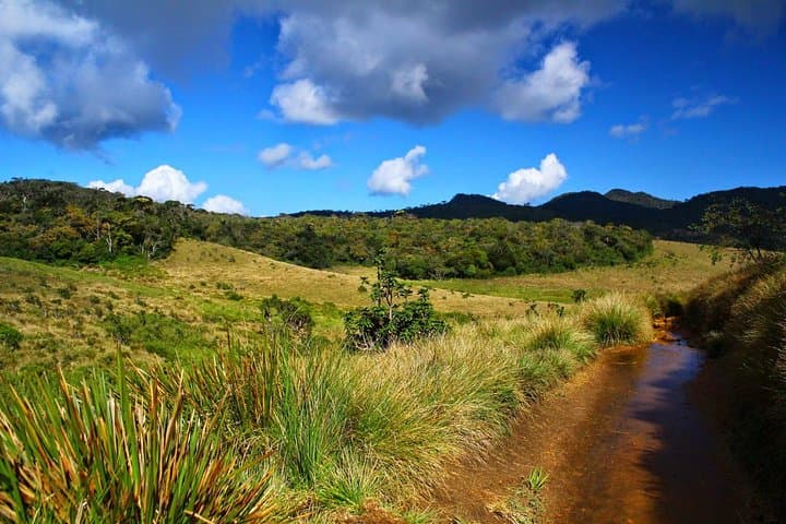 Horton Plains & World's End: Private Guided Day Hike with Scenic Train photo 6