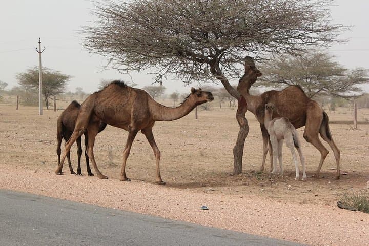 Golden Triangle Tour with Pushkar: 6-Day Delhi Agra Jaipur Pushkar Private Itinerary photo 3
