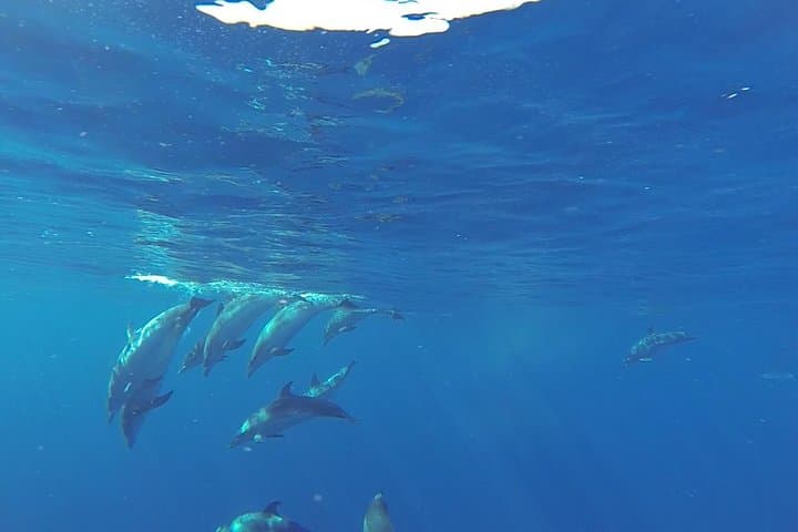 Offshore Wilds: Dolphin & Whale Cruise from Puerto Rico, Gran Canaria photo 2