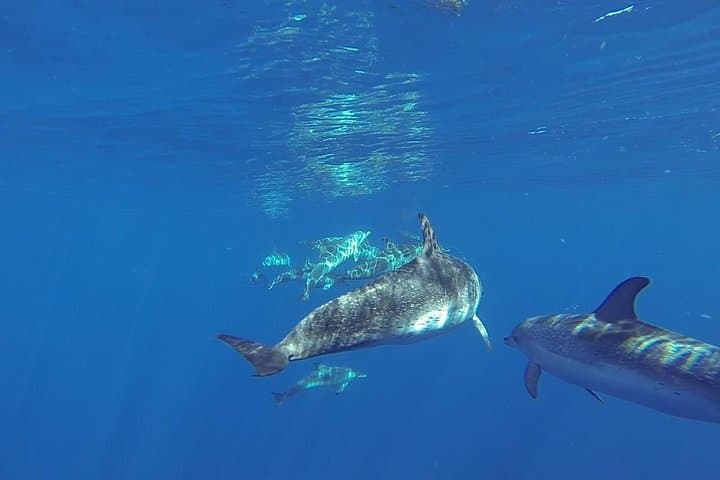 Offshore Wilds: Dolphin & Whale Cruise from Puerto Rico, Gran Canaria photo 3