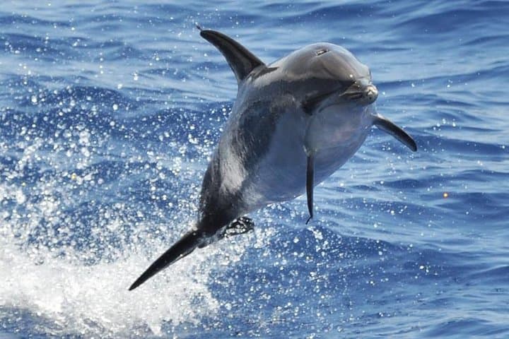 Offshore Wilds: Dolphin & Whale Cruise from Puerto Rico, Gran Canaria