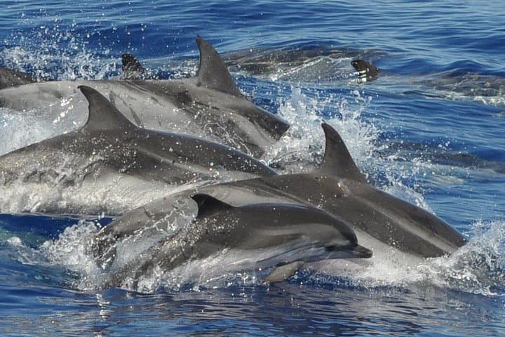 Offshore Wilds: Dolphin & Whale Cruise from Puerto Rico, Gran Canaria photo 4