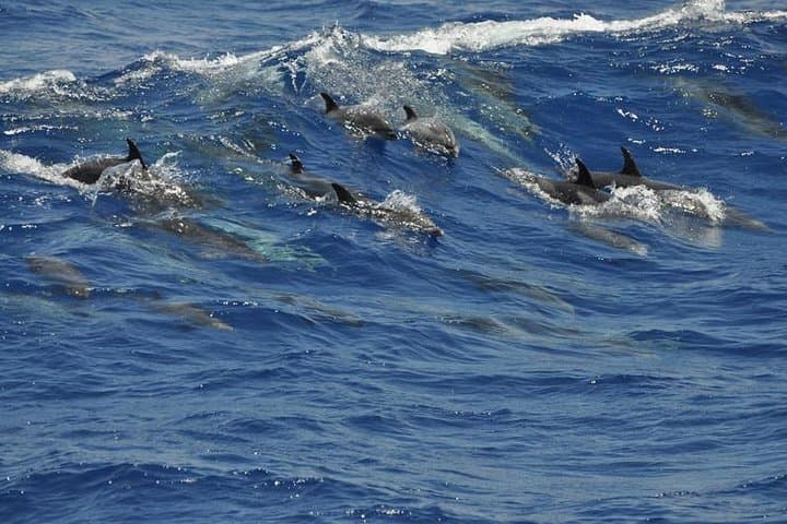 Offshore Wilds: Dolphin & Whale Cruise from Puerto Rico, Gran Canaria photo 5
