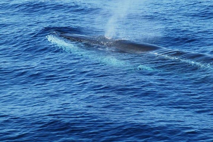Offshore Wilds: Dolphin & Whale Cruise from Puerto Rico, Gran Canaria photo 6