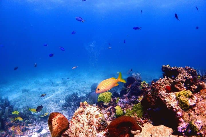 Snorkel at MUSA: Underwater Museum and Manchones Reef from Isla Mujeres