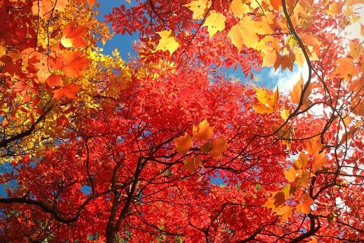 Smoky Mountains Fall Color Guided Hike from Gatlinburg
