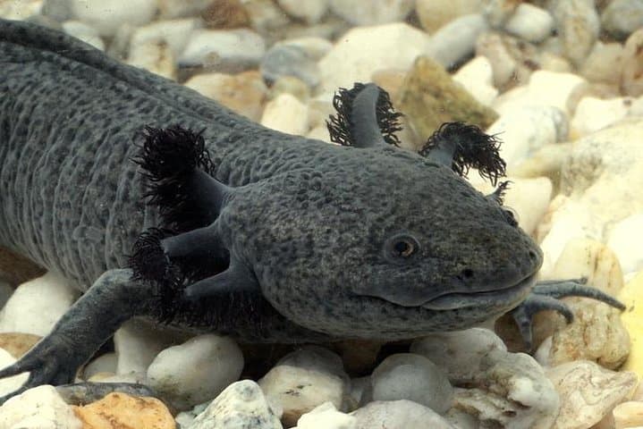 Axolotl Tour from CDMX — Meet Mexico City's Endangered Water Salamander