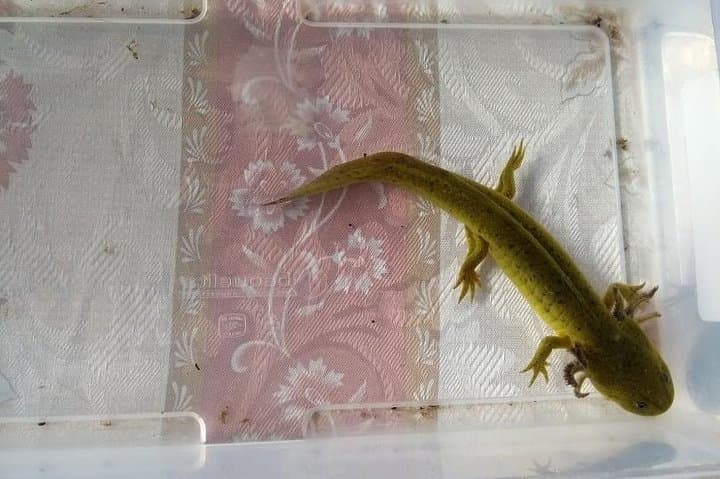 Axolotl Tour from CDMX — Meet Mexico City's Endangered Water Salamander photo 2