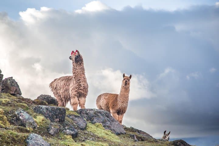Vinicunca: Hiking Peru's Rainbow Mountain — Full-Day Guided Trek from Cusco photo 4