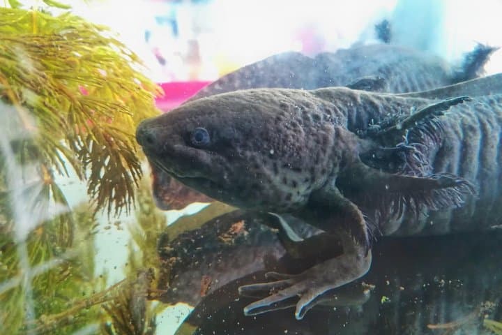 Axolotl Tour from CDMX — Meet Mexico City's Endangered Water Salamander photo 3