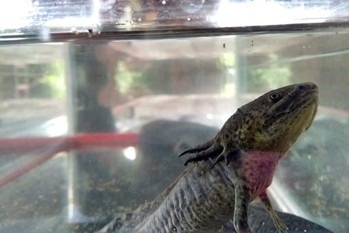 Axolotl Tour from CDMX — Meet Mexico City's Endangered Water Salamander photo 4