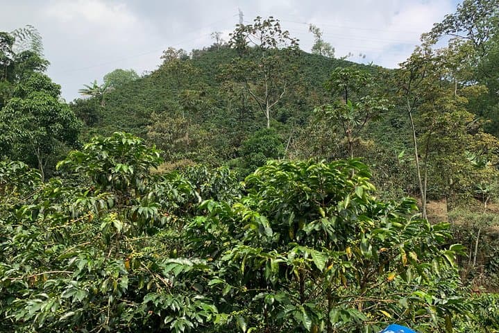 Medellín Coffee Farm Tour: Hands-On Coffee Picking, Processing & Tasting photo 3