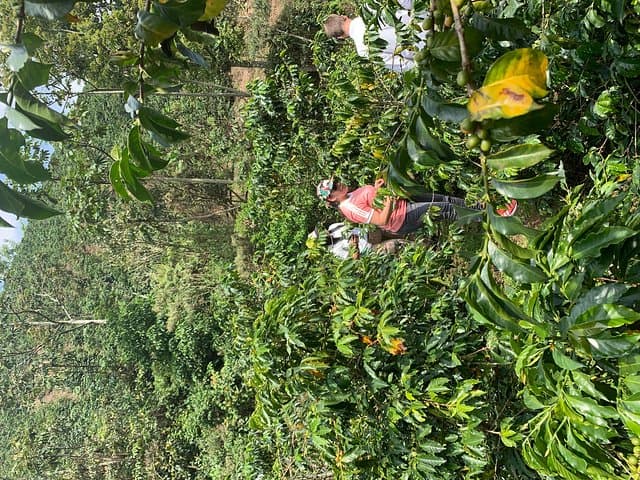 Medellín Coffee Farm Tour: Hands-On Coffee Picking, Processing & Tasting photo 6