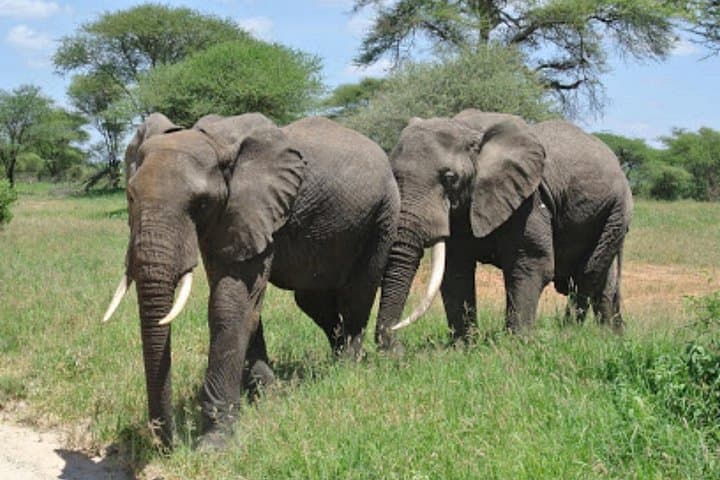 4-Day Arusha National Park Safari: Tarangire, Ngorongoro & Momela Lakes
