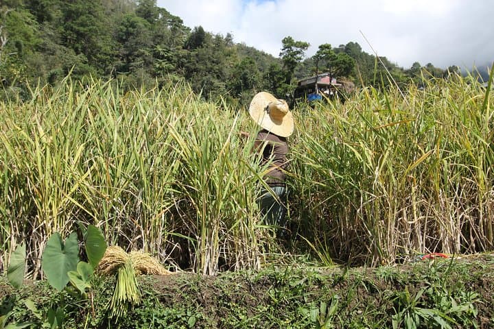 Banaue, Batad & Sagada Rice Terraces: Trekking the Ifugao Highlands
