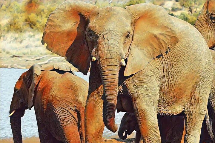 Big 5 Safari Experience at Pilanesberg National Park — Day Game Drive Guide photo 6