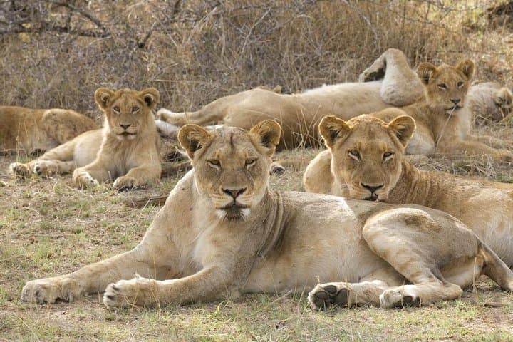 Big 5 Safari Experience at Pilanesberg National Park — Day Game Drive Guide