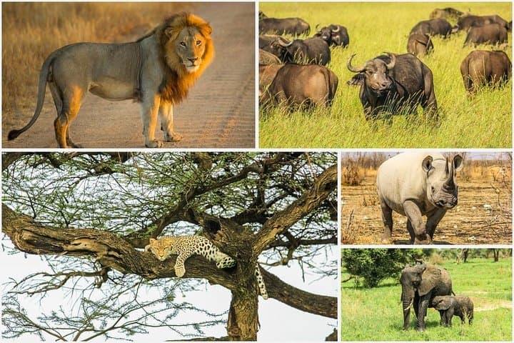 Big 5 Safari Experience at Pilanesberg National Park — Day Game Drive Guide photo 2