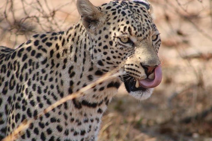 Big 5 Safari Experience at Pilanesberg National Park — Day Game Drive Guide photo 5