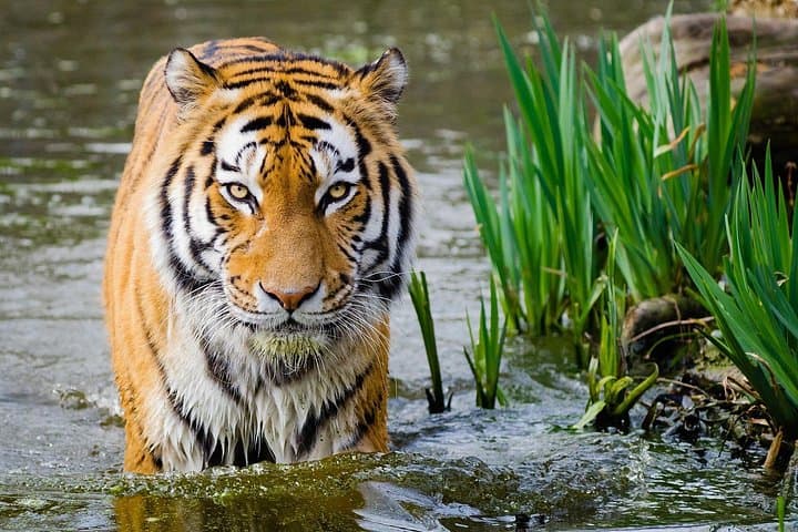 Golden Triangle & Ranthambore: 4-Day Delhi, Agra, Jaipur and Tiger Safari photo 1