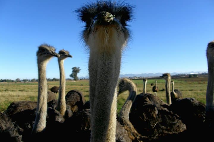 Cape Point & Cape of Good Hope Private Full-Day Tour from Cape Town photo 5