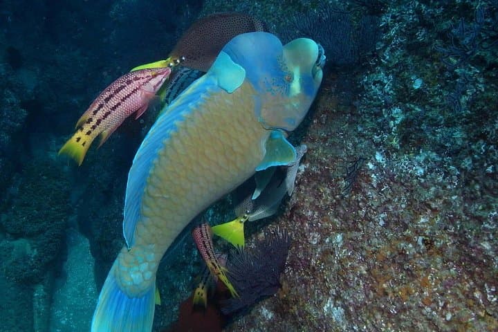 Cabo San Lucas Snorkel at Land's End: Short Guided Tour with Divemaster photo 2