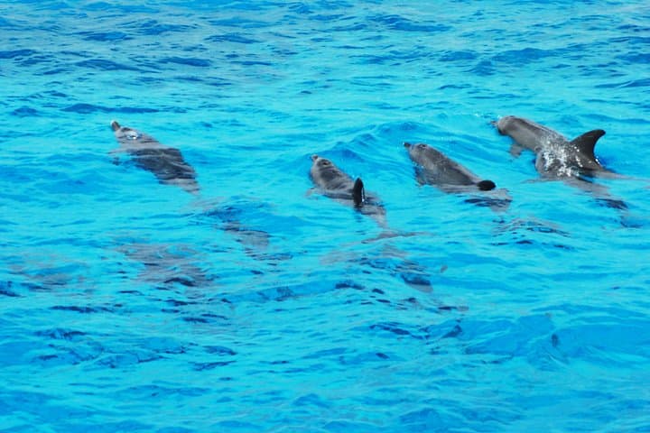 Dolphin House Snorkel — Hurghada Day Trip to Coral Reefs & Wild Dolphins photo 3