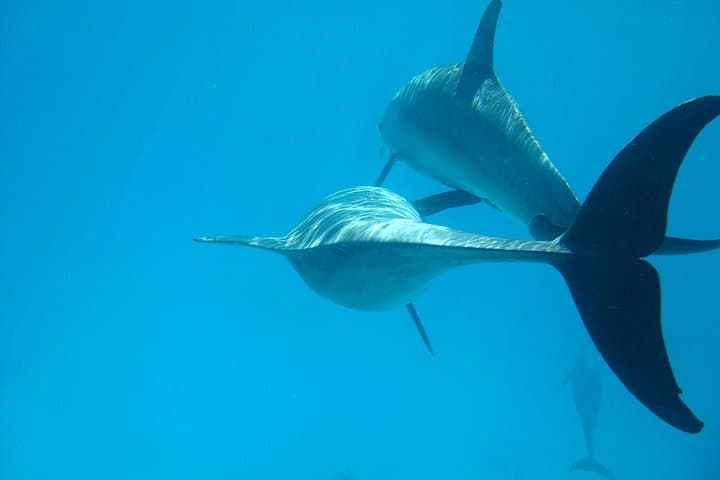 Dolphin House Snorkel — Hurghada Day Trip to Coral Reefs & Wild Dolphins photo 4