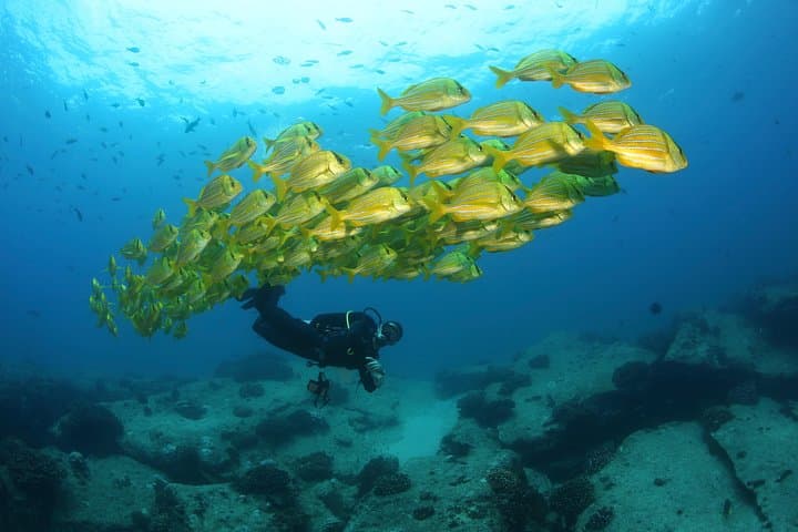 Beginner Scuba Diving in Cabo San Lucas — PADI Shallow Dives in the Marine Park photo 4