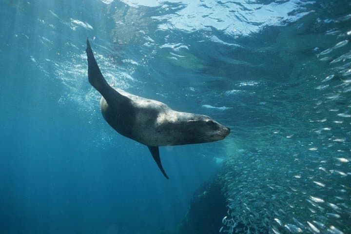Cabo San Lucas 2-Tank Dive: Explore Pelican Rock, Sand Falls & Sea Lions