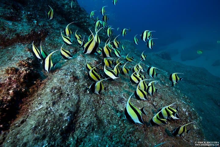 Cabo San Lucas 2-Tank Dive: Explore Pelican Rock, Sand Falls & Sea Lions photo 4