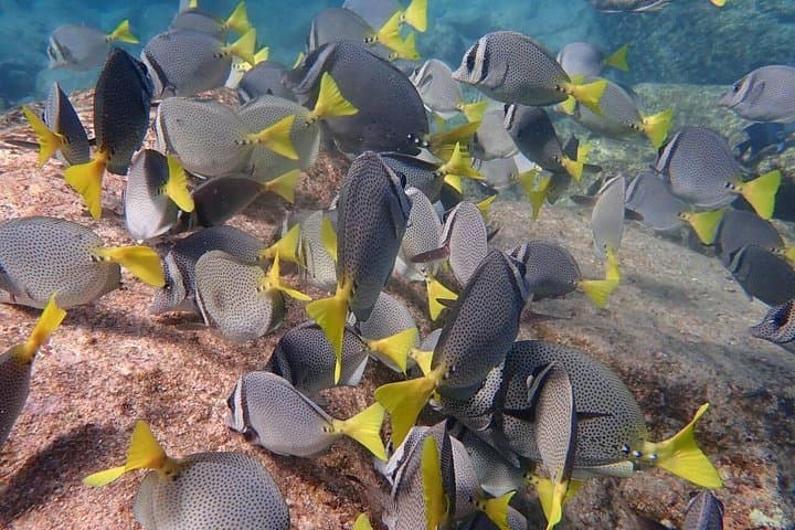 Cabo 2-Tank Marine Reserve Dive: Pelican Rock, El Arco & The Corridor