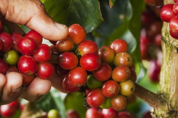 Canyoning the Suriray Falls and Organic Coffee Tour — Half-Day Adventure from Santa Teresa photo 6