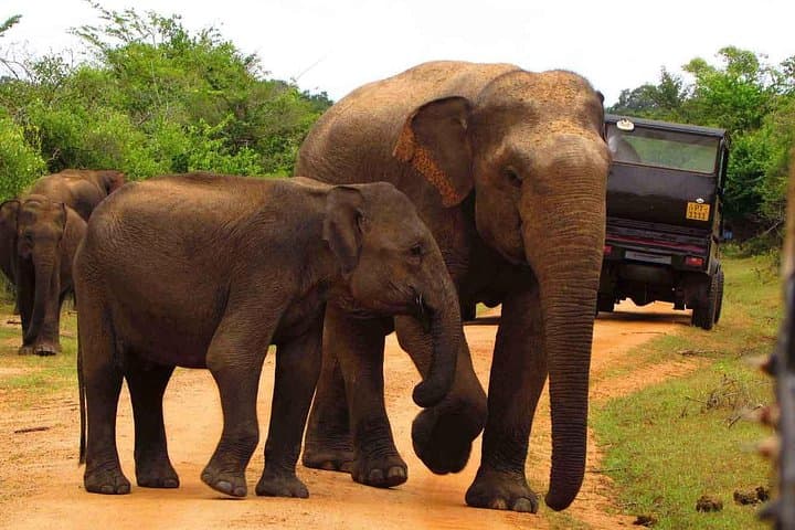 Udawalawe Day Safari from Galle: Wild Elephants, Dam Views & Jeep Trails photo 2