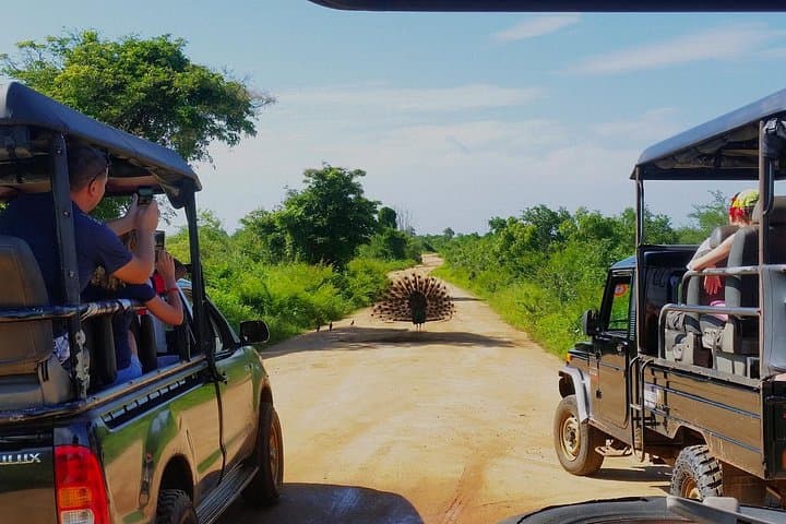 Udawalawe Day Safari from Galle: Wild Elephants, Dam Views & Jeep Trails photo 4