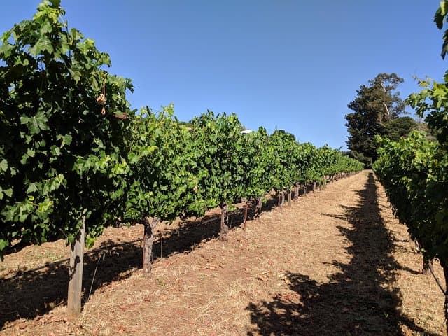 Napa and Sonoma Valley 6‑Hour Private Wine Tour from San Francisco photo 6