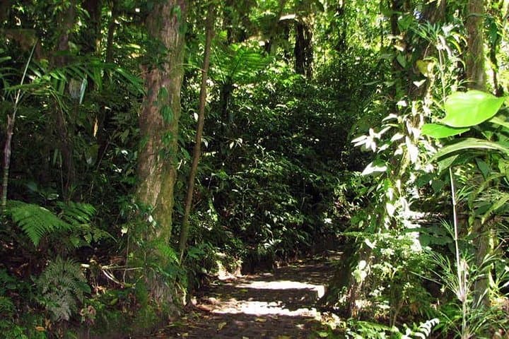 Monteverde Cloud Forest Zipline Canopy Tour — High-Canopy Adventure in Costa Rica photo 3