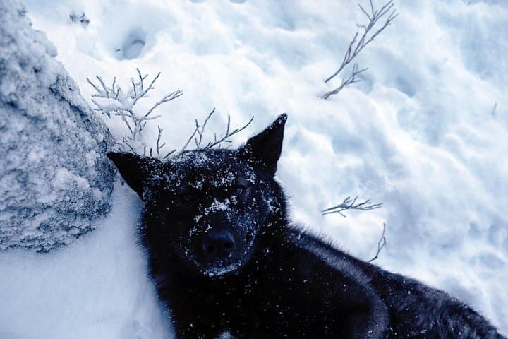 Among Wolves: Private Arctic Wolfdog Sanctuary Tour near Rovaniemi photo 3
