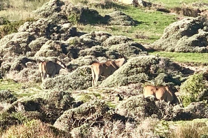 Cape Town to Aquila Safari Transfers — Private Game Reserve Transport Guide photo 5