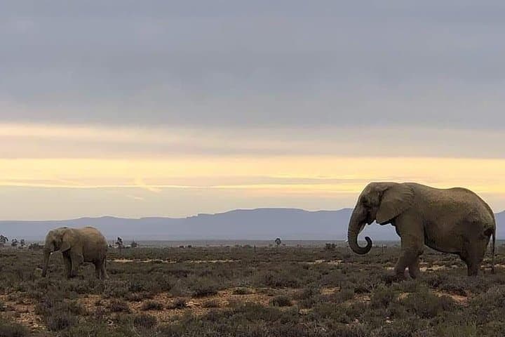 Cape Town to Aquila Safari Transfers — Private Game Reserve Transport Guide