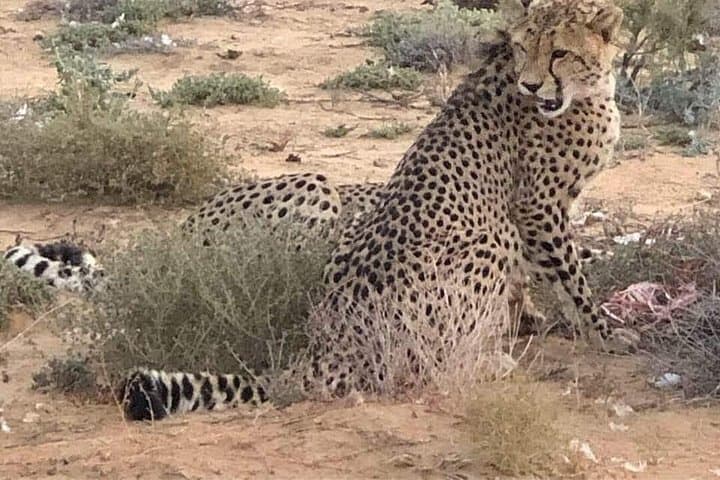 Cape Town to Aquila Safari Transfers — Private Game Reserve Transport Guide photo 2