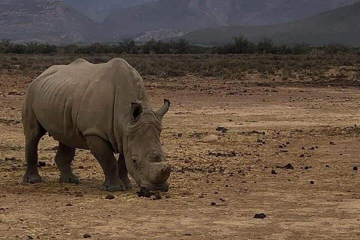 Cape Town to Aquila Safari Transfers — Private Game Reserve Transport Guide photo 3