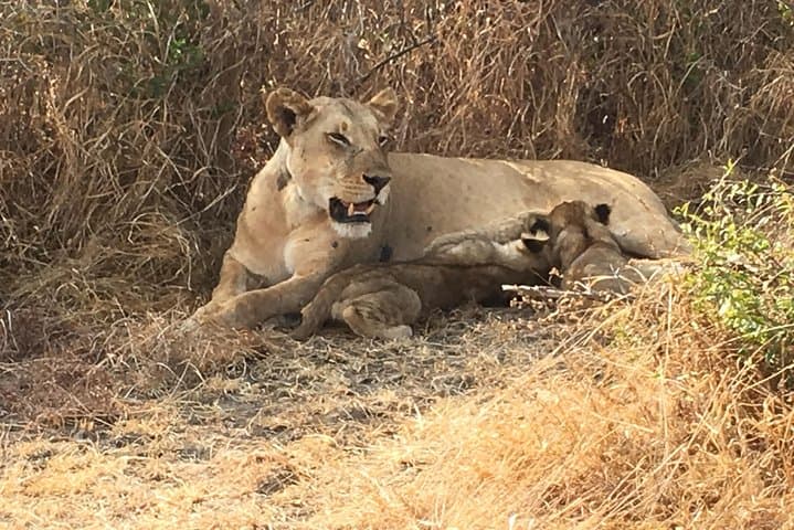 48-Hour Mikumi Safari: 2-Day Mikumi National Park Adventure from Dar es Salaam