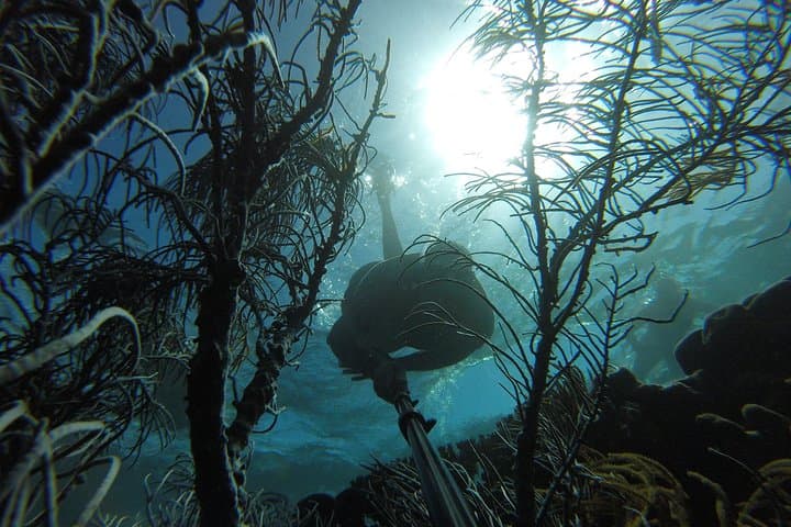 Coastline Snorkel and BBQ in Tobago: Buccoo Reef Dolphins, Turtles & Open-Boat BBQ photo 2