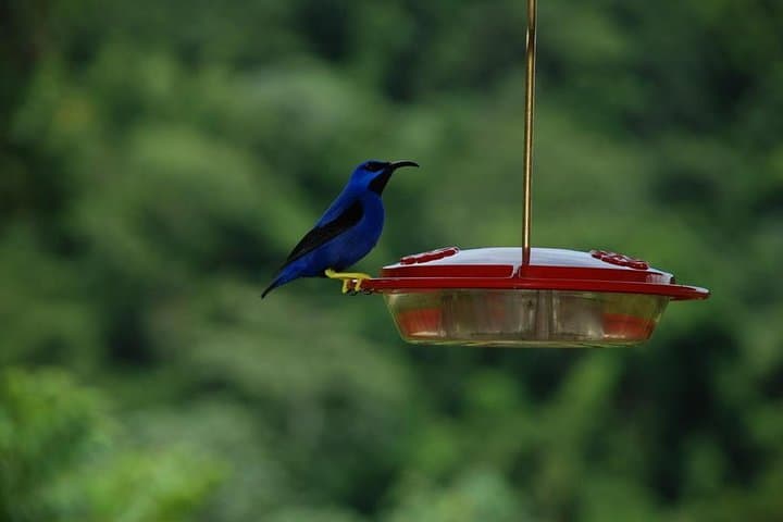 Half-Day Rainforest Hike in Tobago — Main Ridge Guided Tour photo 3