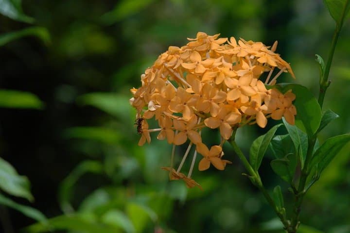 Half-Day Rainforest Hike in Tobago — Main Ridge Guided Tour photo 4